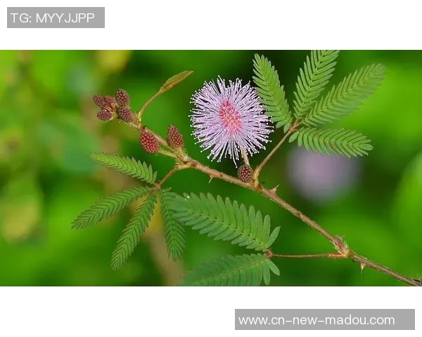 含羞草麻豆传媒-含羞草麻豆传媒，探索媒体艺术的含羞草之美-